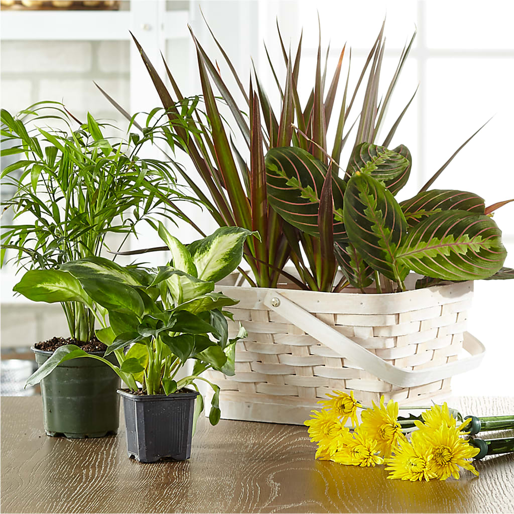 Florist Designed Blooming and Green Plants in a Basket – Open Blooms Chantilly, Chantilly VA