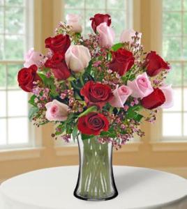 18 Ultimate Elegance Roses – Open Blooms Chantilly, Chantilly VA