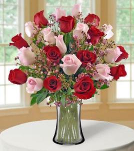 24 Ultimate Elegance Roses – Open Blooms Chantilly, Chantilly VA