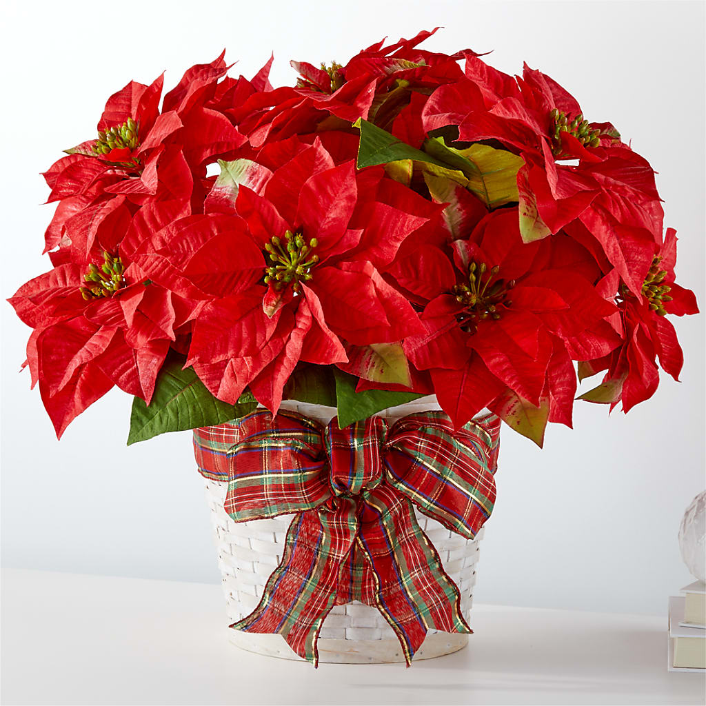 Happiest Holidays Poinsettia – Open Blooms Chantilly, Chantilly VA