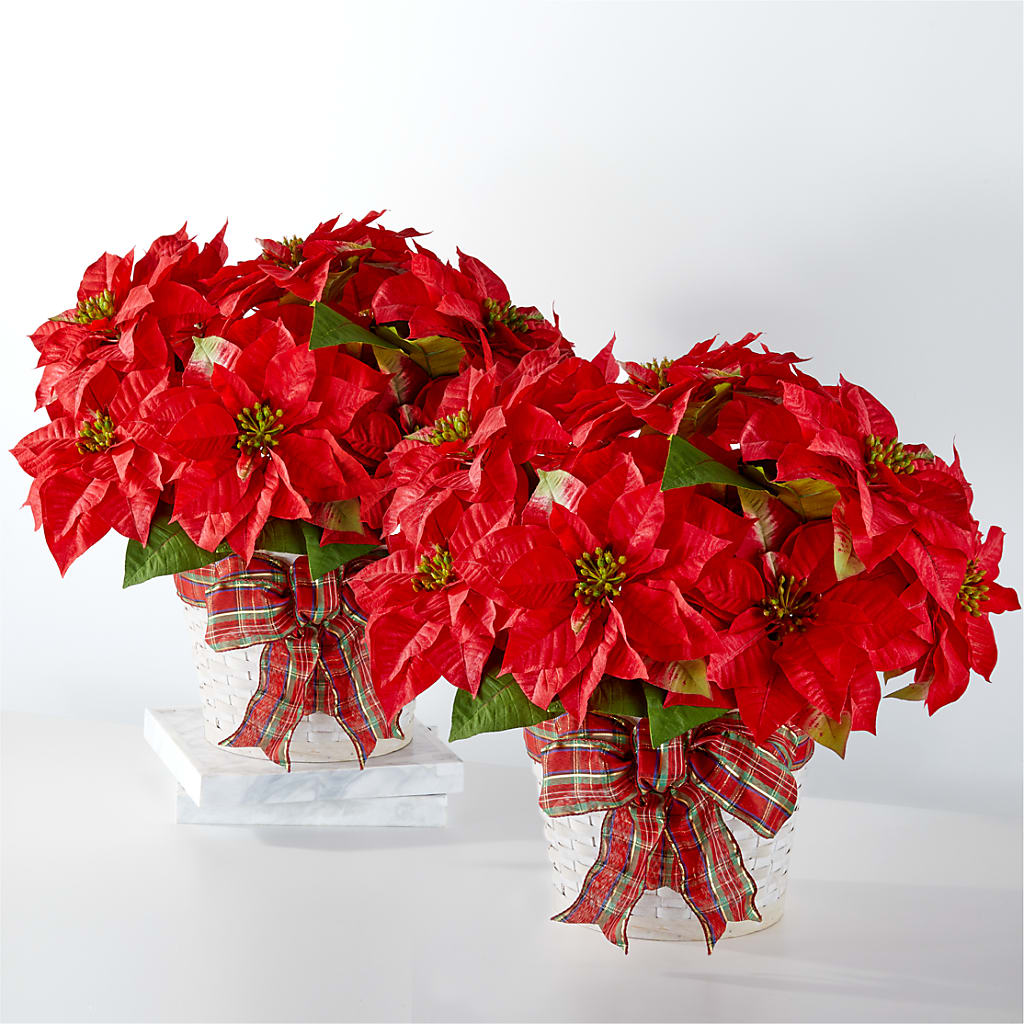 Happiest Holidays Poinsettia Bundle – Open Blooms Chantilly, Chantilly VA