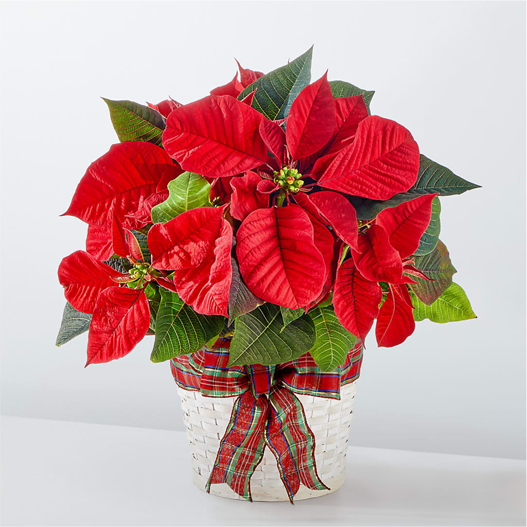 Happiest Holidays Poinsettia – Open Blooms Chantilly, Chantilly VA