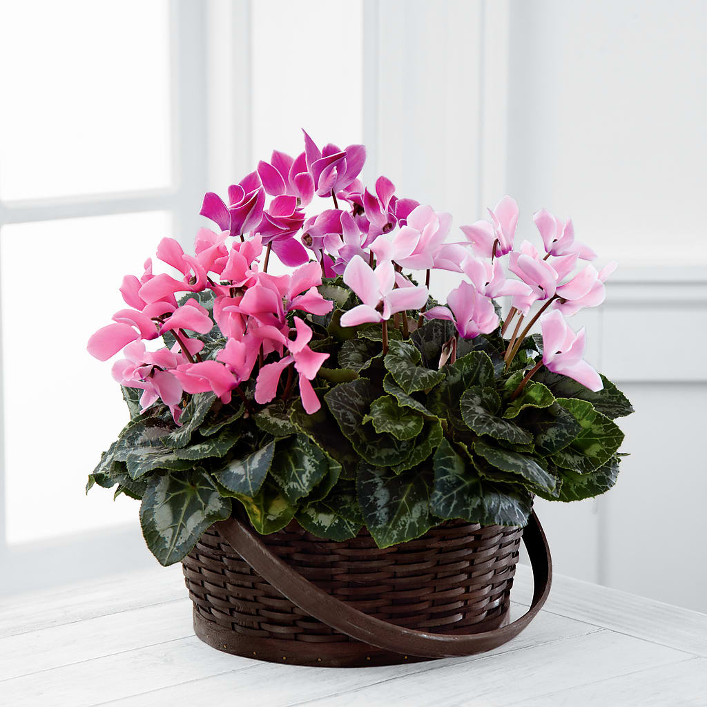 Mixed Cyclamen Planter – Open Blooms Chantilly, Chantilly VA