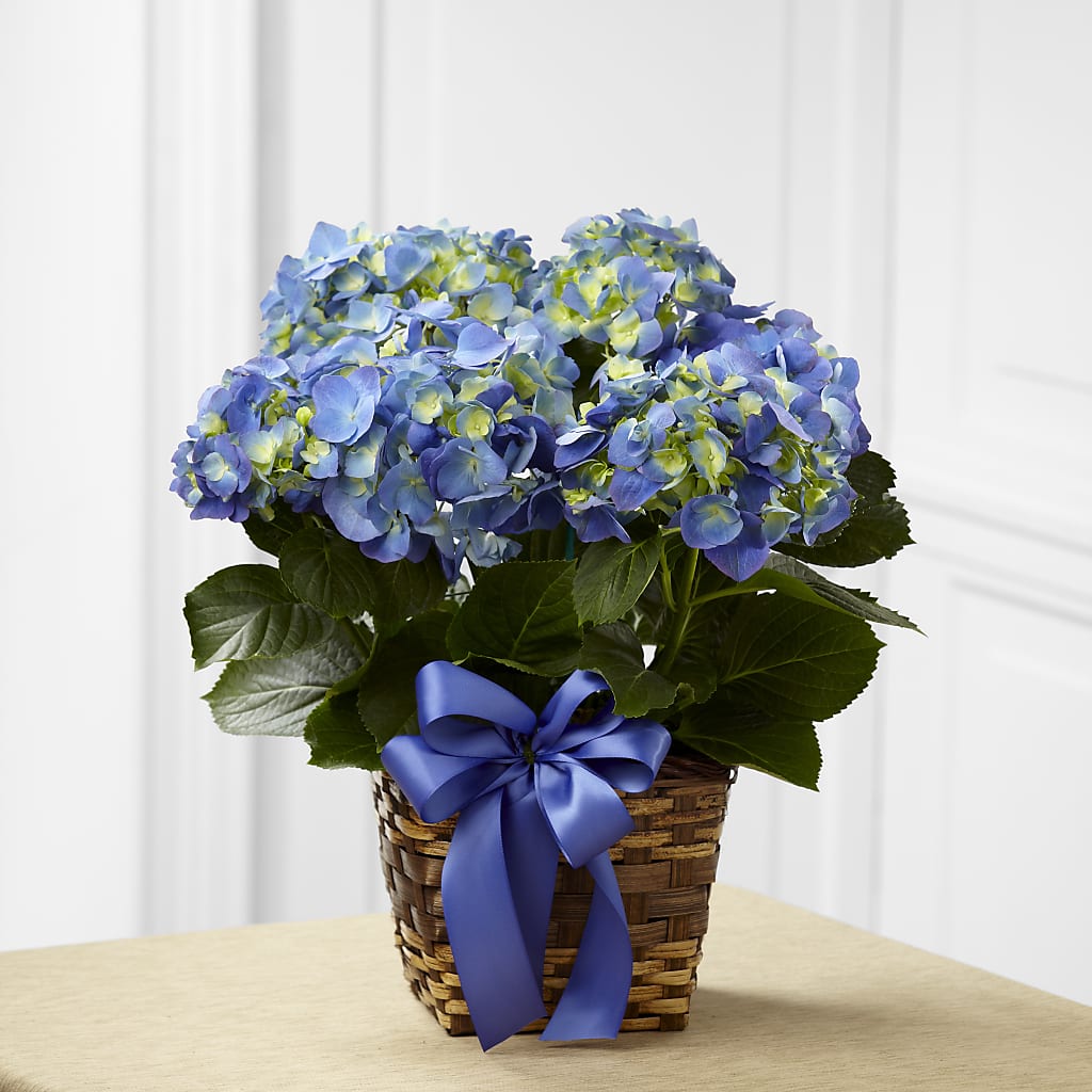 Blue Hydrangea Planter – Open Blooms Chantilly, Chantilly VA