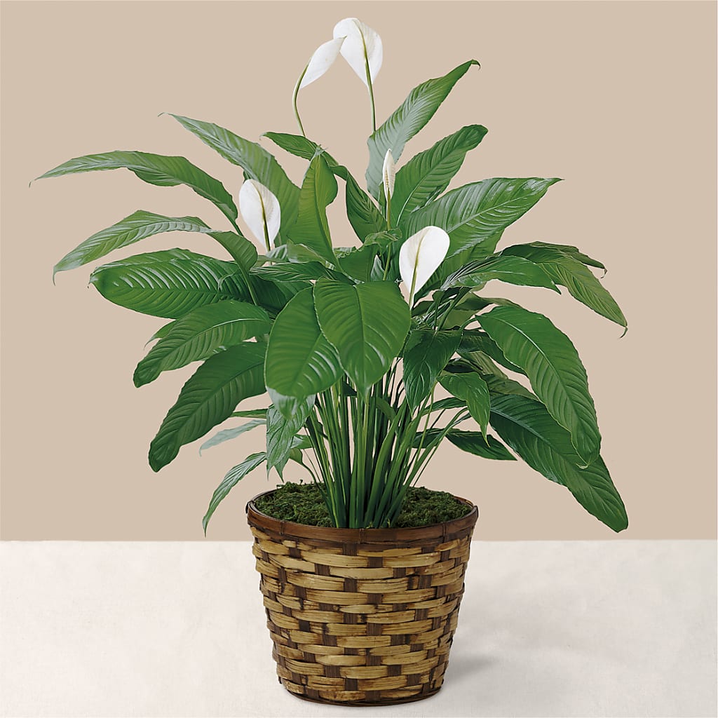 Tranquil Moments Peace Lily Plant – Open Blooms Chantilly, Chantilly VA