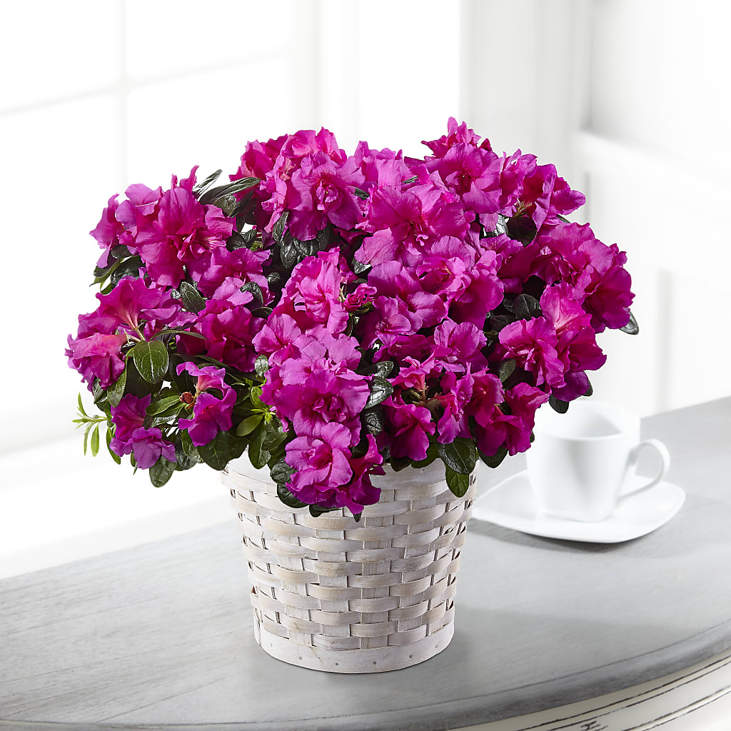 Hope & Serenity Azalea Plant – Open Blooms Chantilly, Chantilly VA
