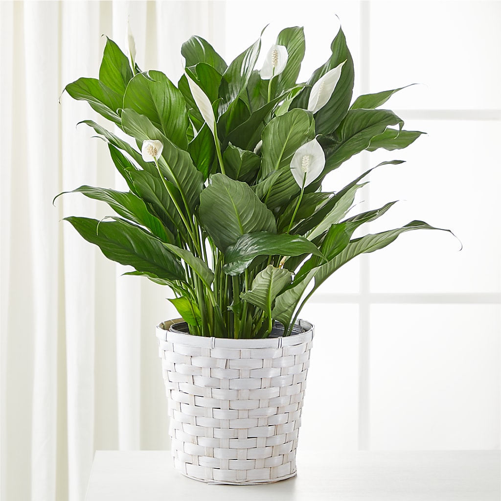 A New Leaf Peace Lily – Open Blooms Chantilly, Chantilly VA