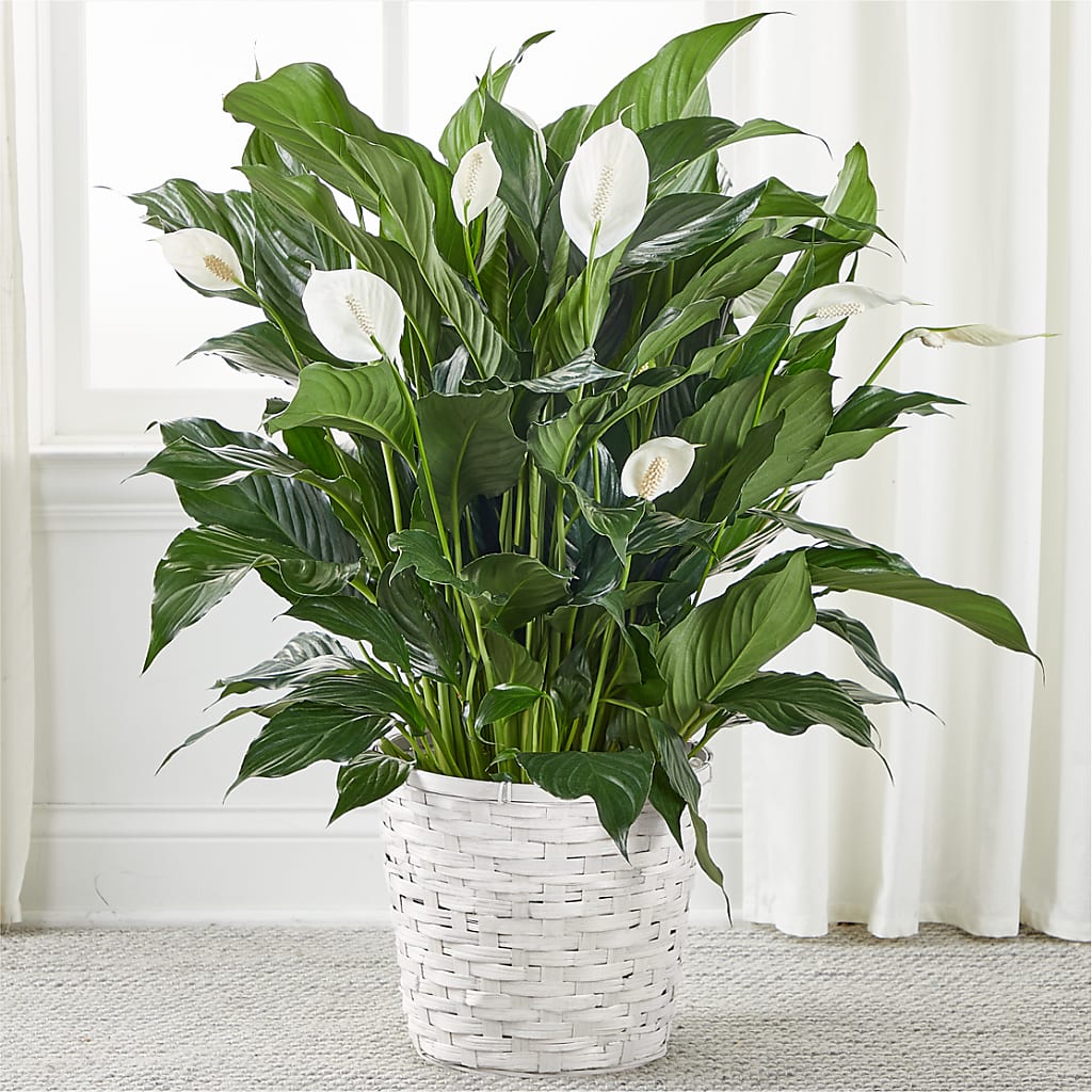 A New Leaf Peace Lily – Open Blooms Chantilly, Chantilly VA