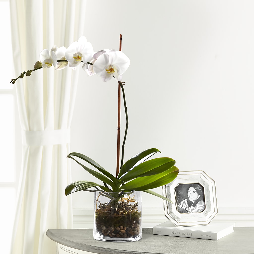 White Orchid Planter – Open Blooms Chantilly, Chantilly VA