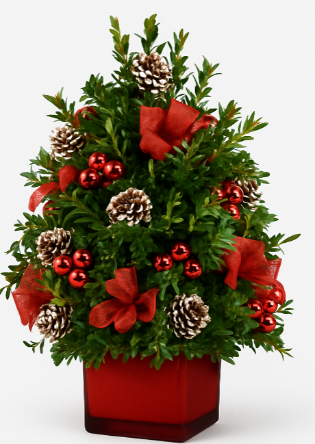 BOXWOOD TREE 2025