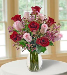 12 Ultimate Elegance Roses –  Open Blooms Chantilly, Chantilly VA