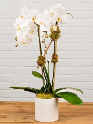 DOUBLE STEM PHAL ORCHID –  Open Blooms Chantilly, Chantilly VA