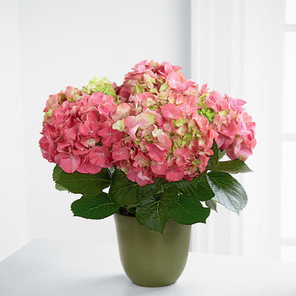 Pink Hydrangea Planter –  Open Blooms Chantilly, Chantilly VA