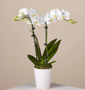 Bliss White Orchid