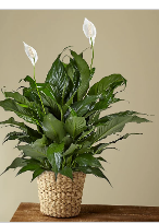 Peace Lily Plant - 8" –  Open Blooms Chantilly, Chantilly VA