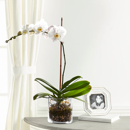White Orchid Planter –  Open Blooms Chantilly, Chantilly VA