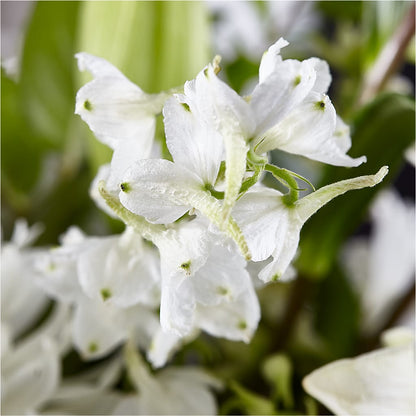 Classic Ivory – A Florist Original –  Open Blooms Chantilly, Chantilly VA