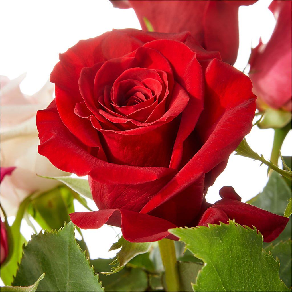 Love Notes Rose Bouquet –  Open Blooms Chantilly, Chantilly VA